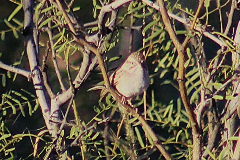 Brewer's Sparrow - ML643802907