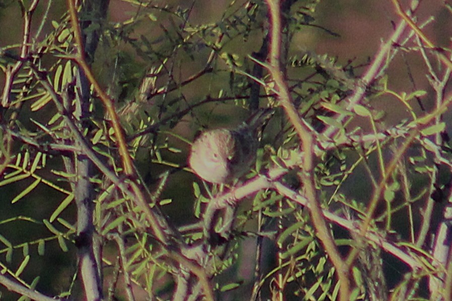Brewer's Sparrow - ML643802908