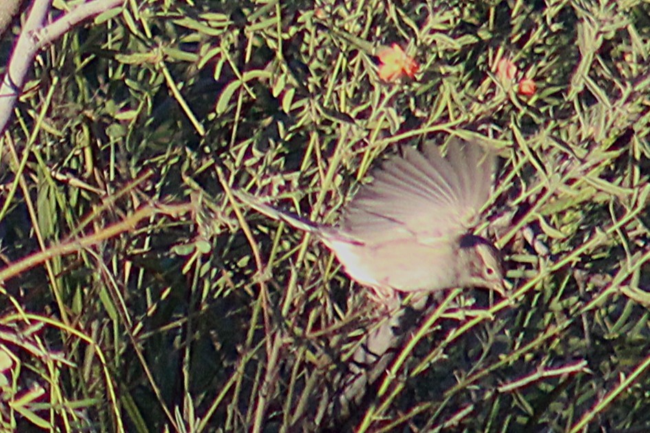 Brewer's Sparrow - ML643802909