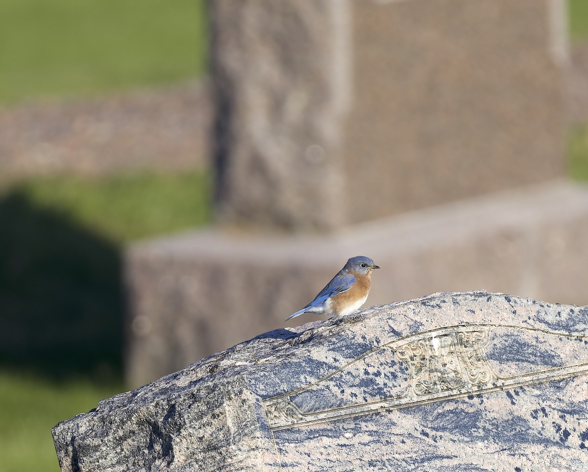Eastern Bluebird - ML643802920