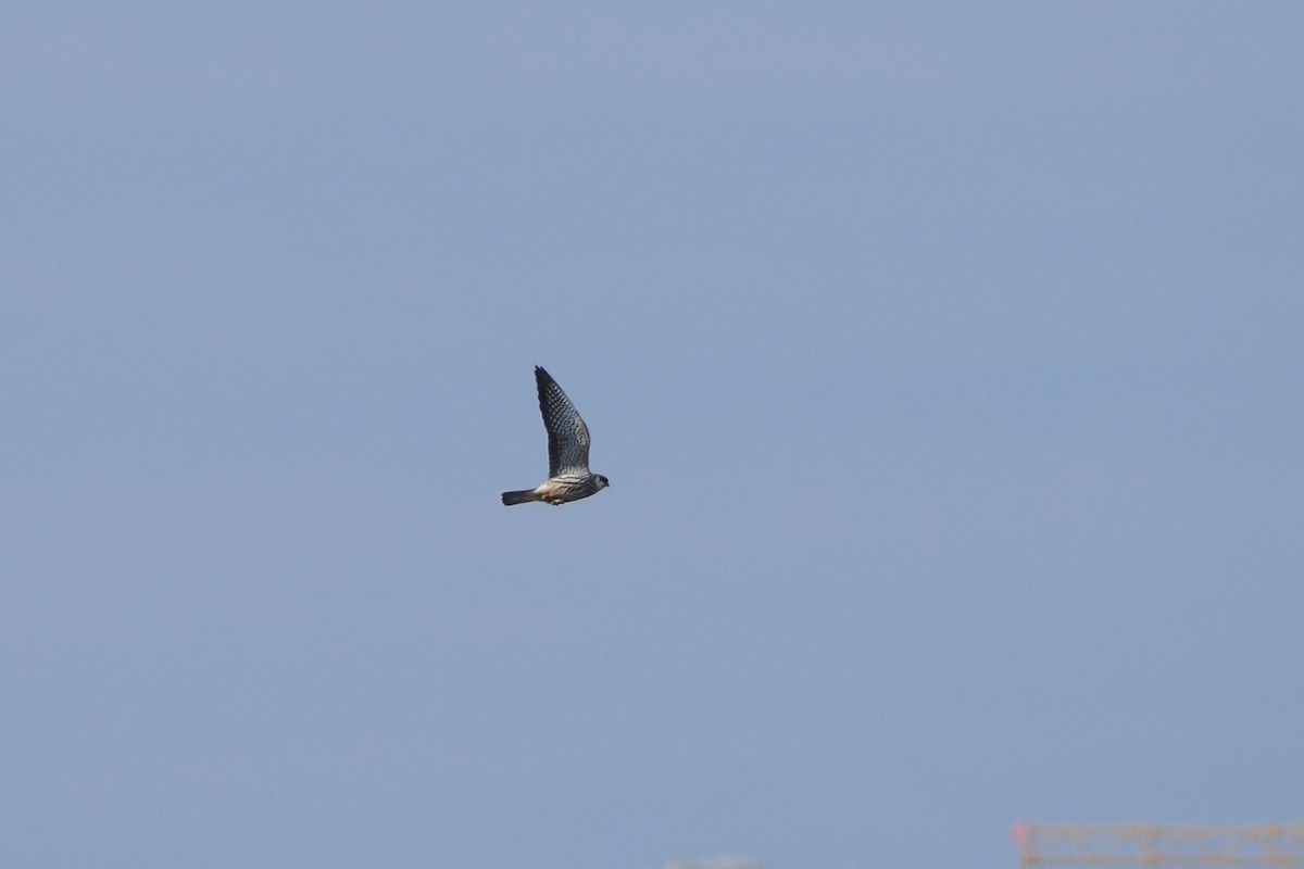 Amur Falcon - ML643802925