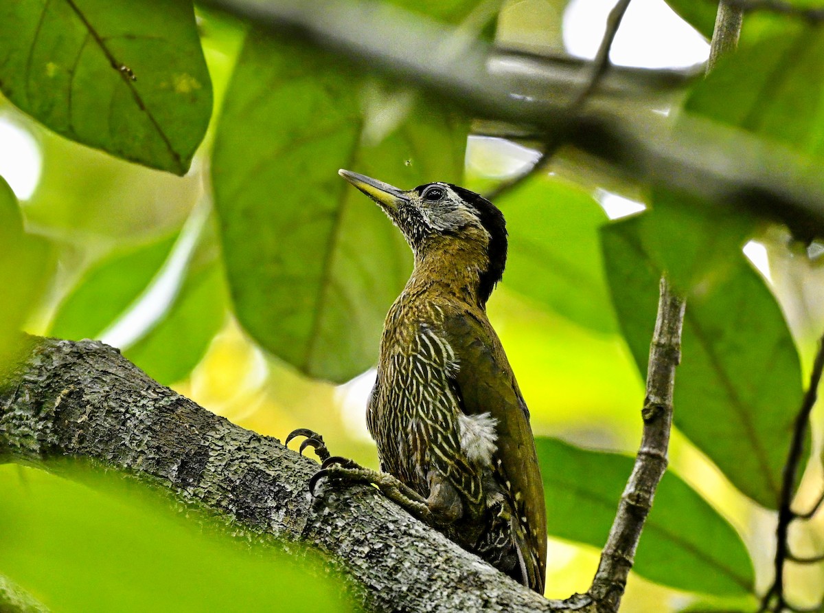 Streak-breasted Woodpecker - ML643802932