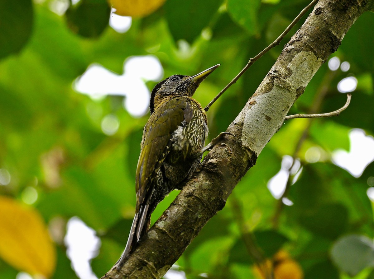 Streak-breasted Woodpecker - ML643802933