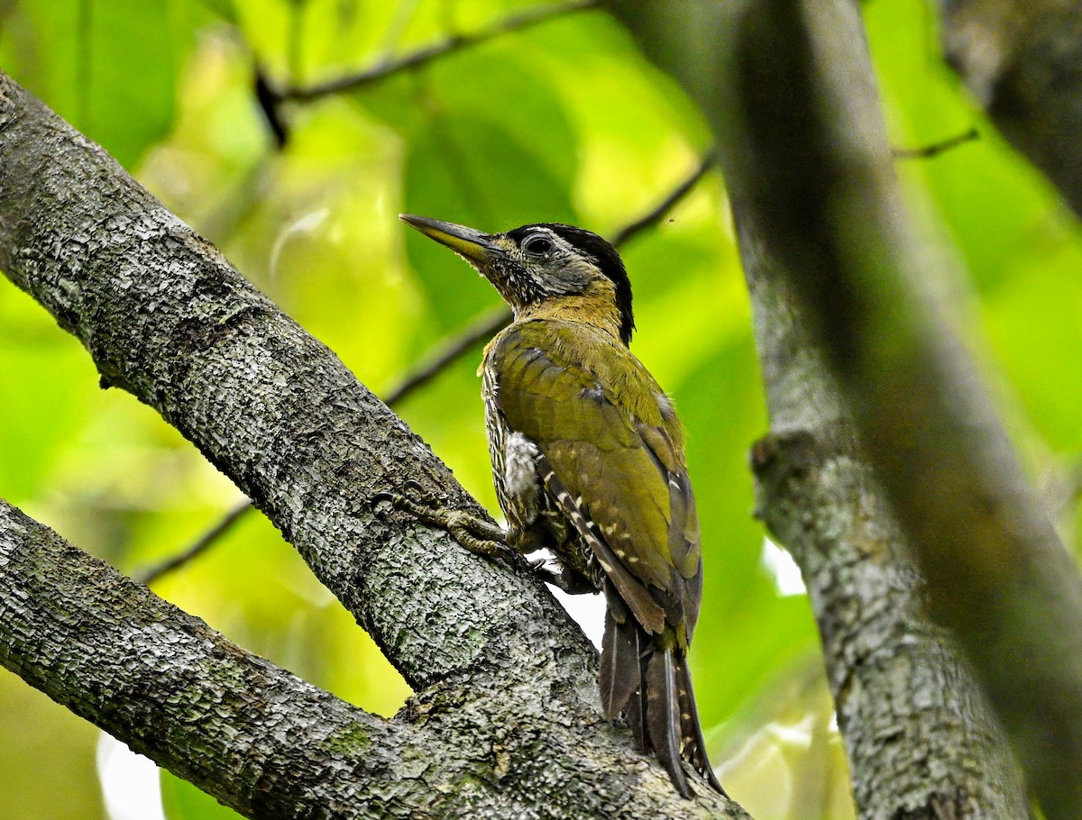Streak-breasted Woodpecker - ML643802934