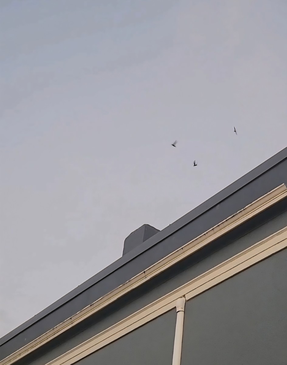 Vaux's Swift - ML643802942