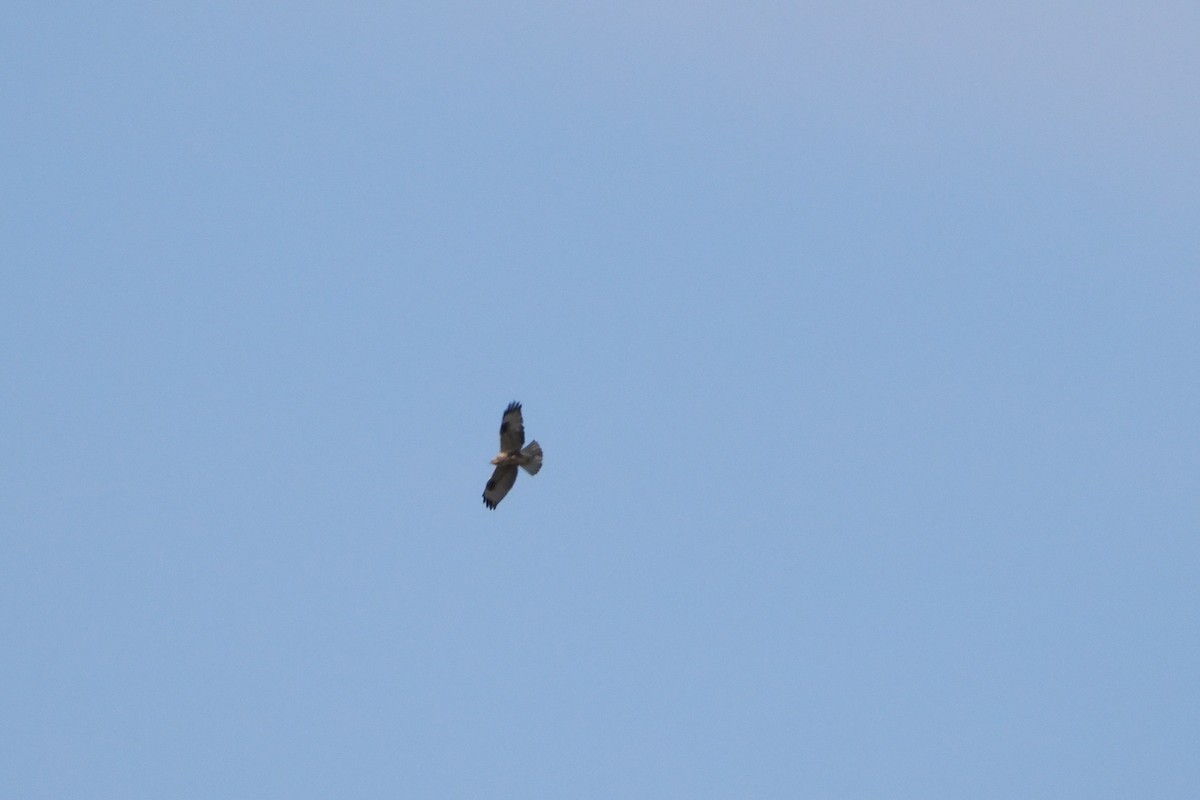 Eastern Buzzard - ML643802953