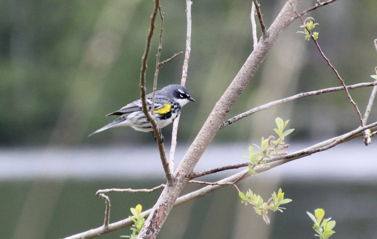 Yellow-rumped Warbler (Myrtle) - ML643802961