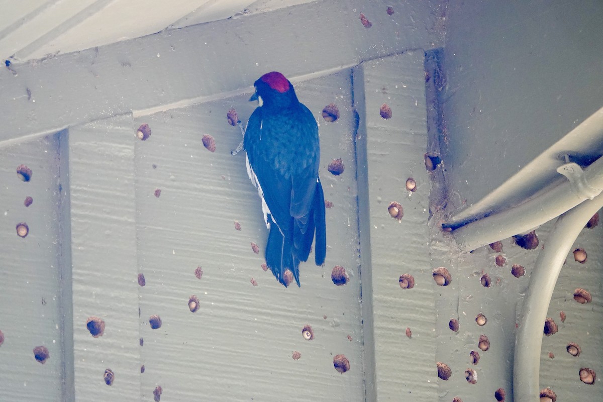 Acorn Woodpecker - ML643802963