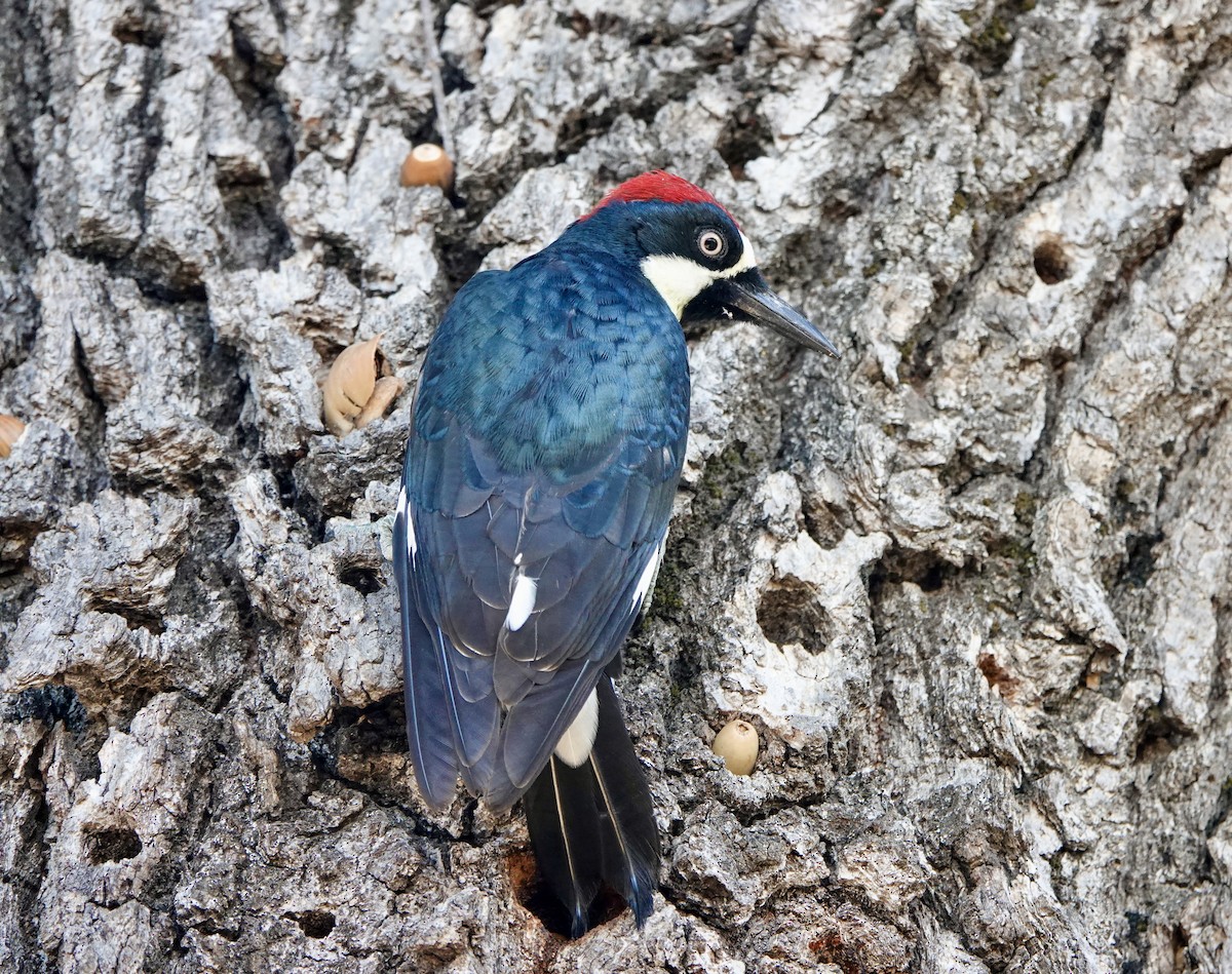 Acorn Woodpecker - ML643802964
