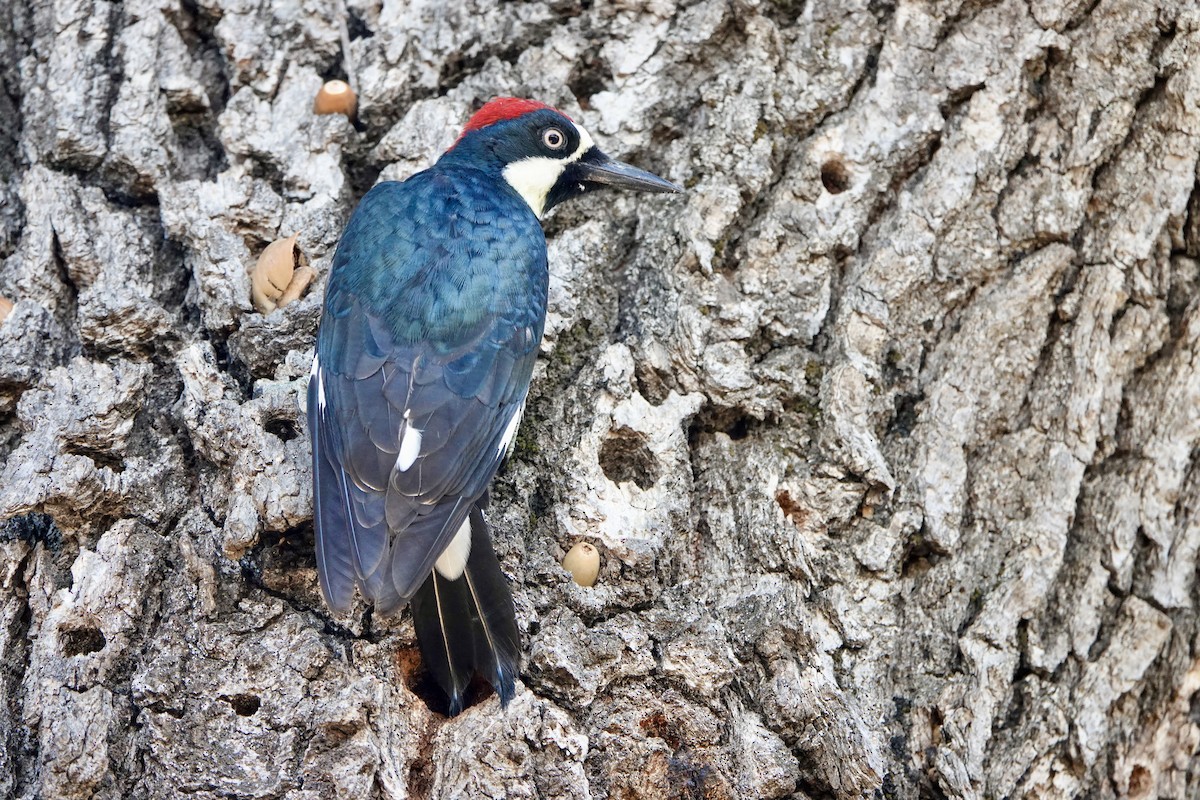 Acorn Woodpecker - ML643802966