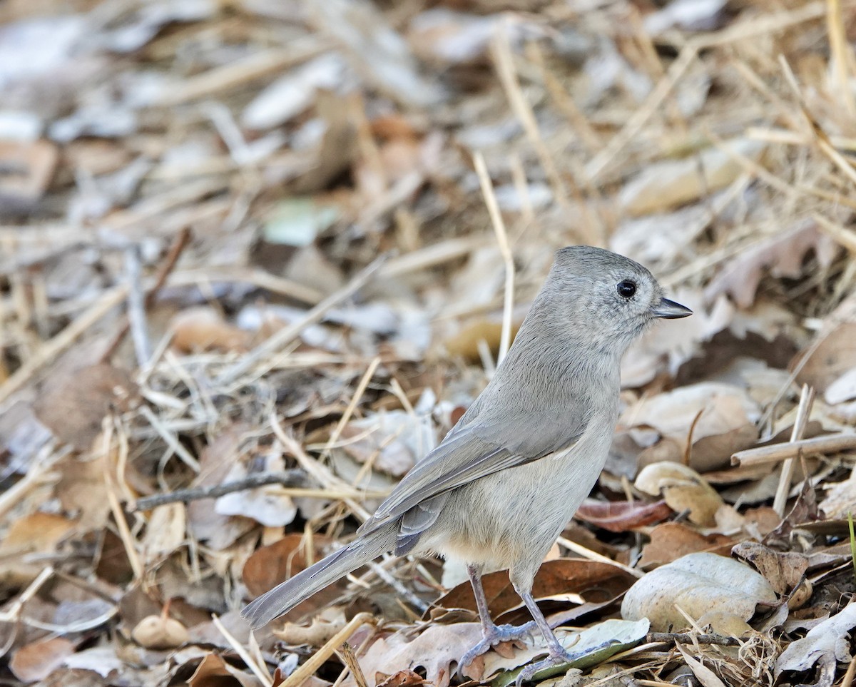 Oak Titmouse - ML643802970