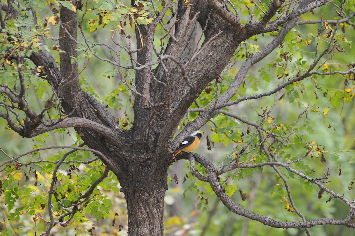 Daurian Redstart - ML643802979