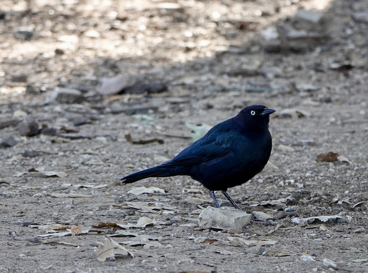 Brewer's Blackbird - ML643802983