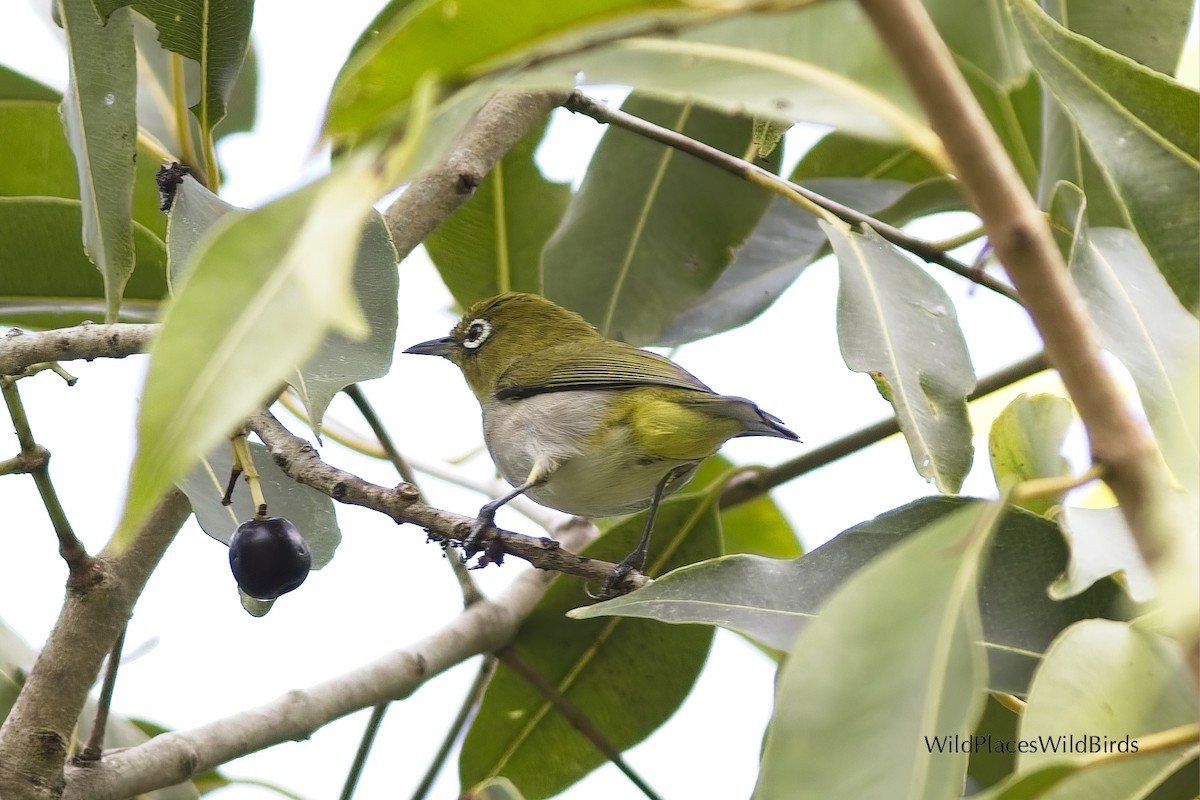 Warbling White-eye - ML643802988