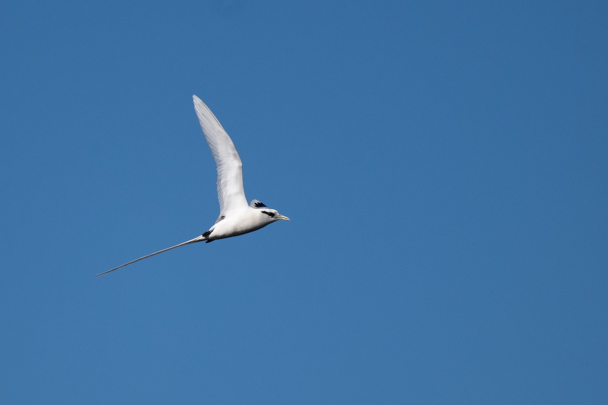 White-tailed Tropicbird - ML643802999