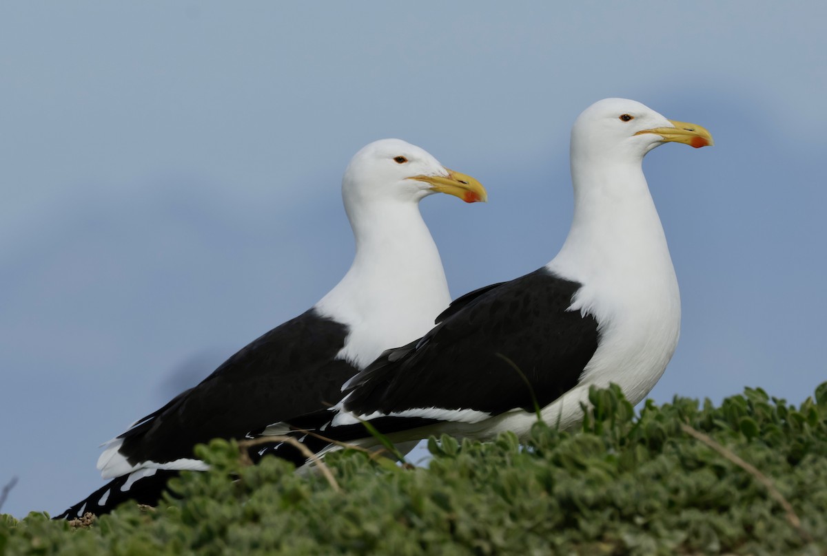 Kelp Gull - ML643803004
