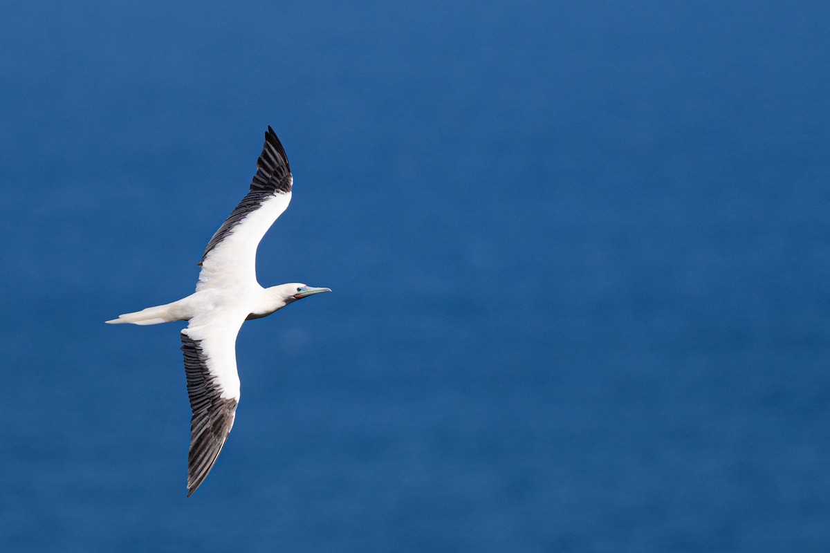 Red-footed Booby - ML643803013