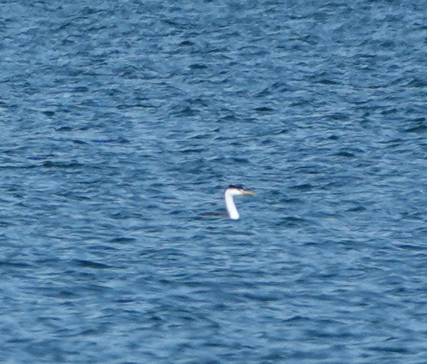 Clark's Grebe - ML643803016