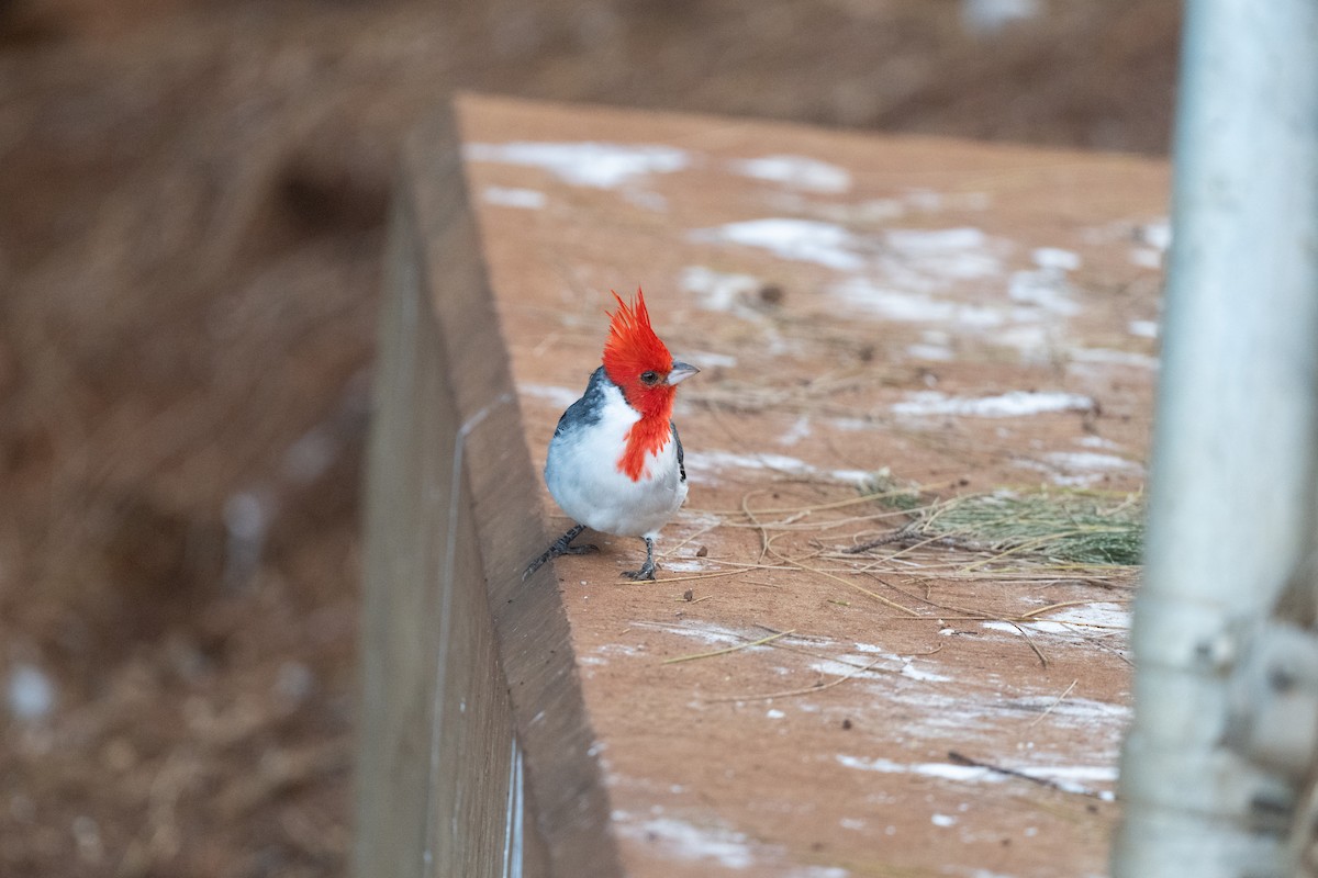 Red-crested Cardinal - ML643803017
