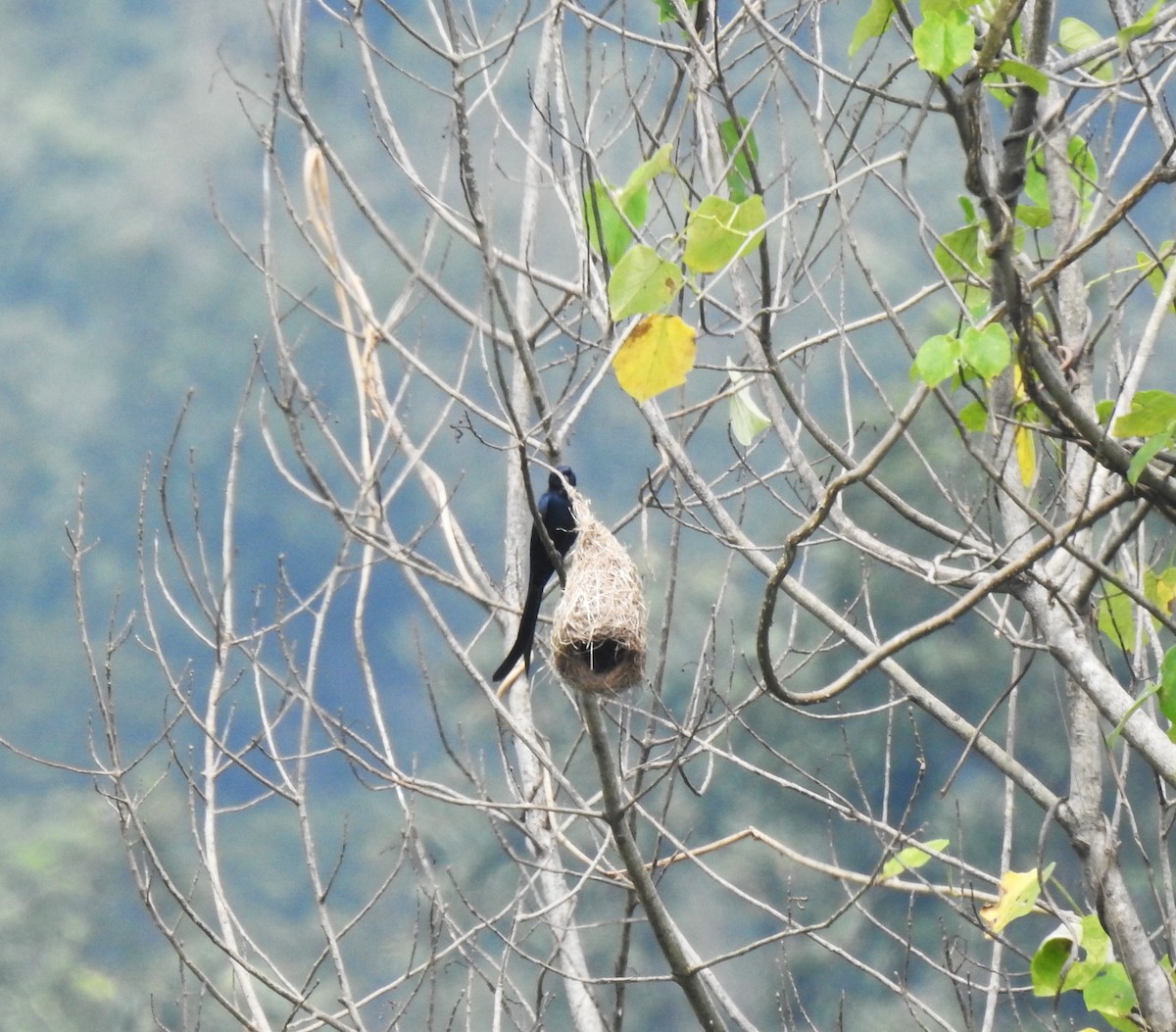 Black Drongo - ML643803032