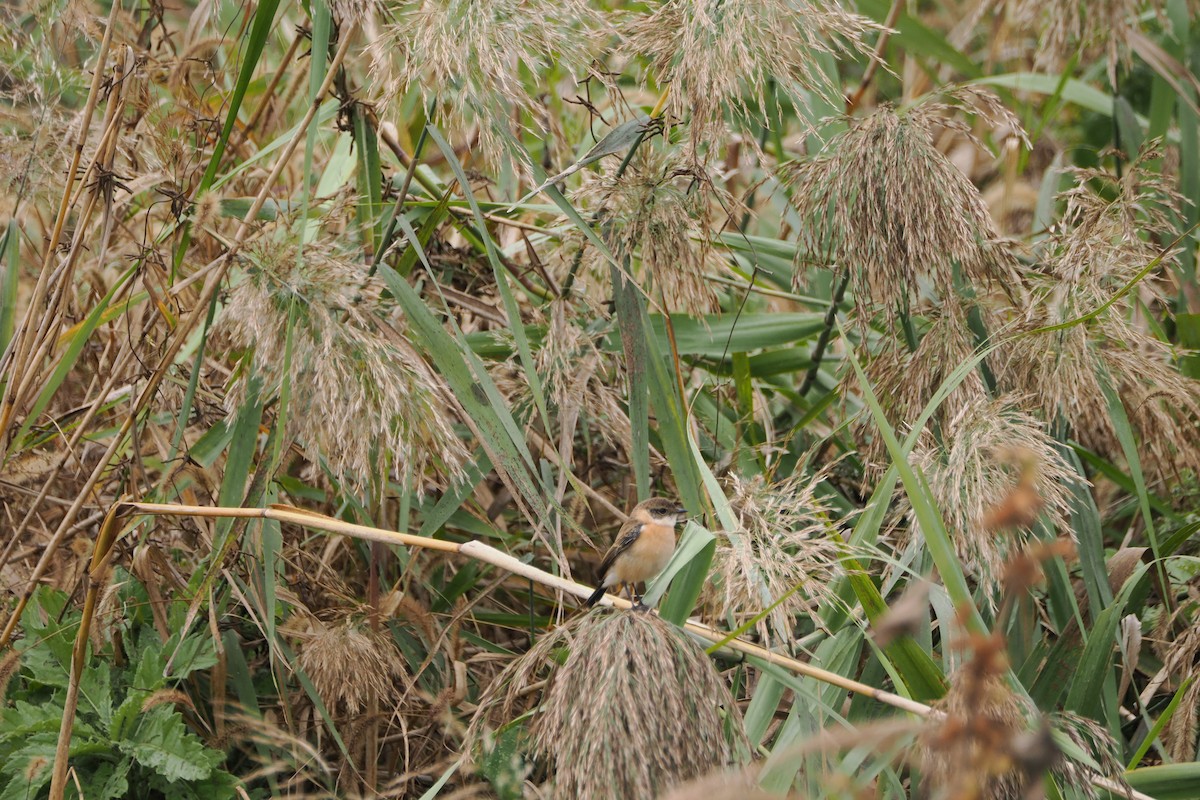 Amur Stonechat - ML643803051