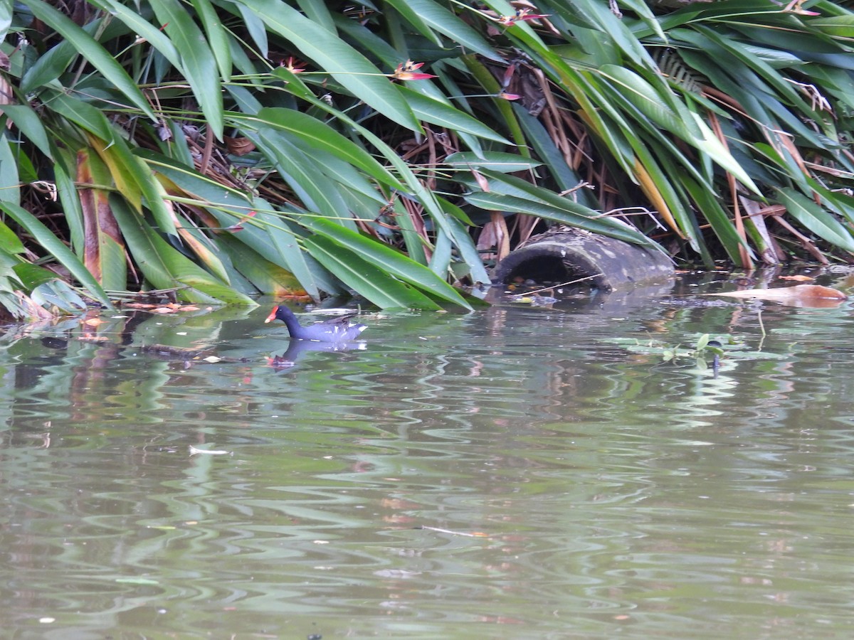 Common Gallinule - ML643803052