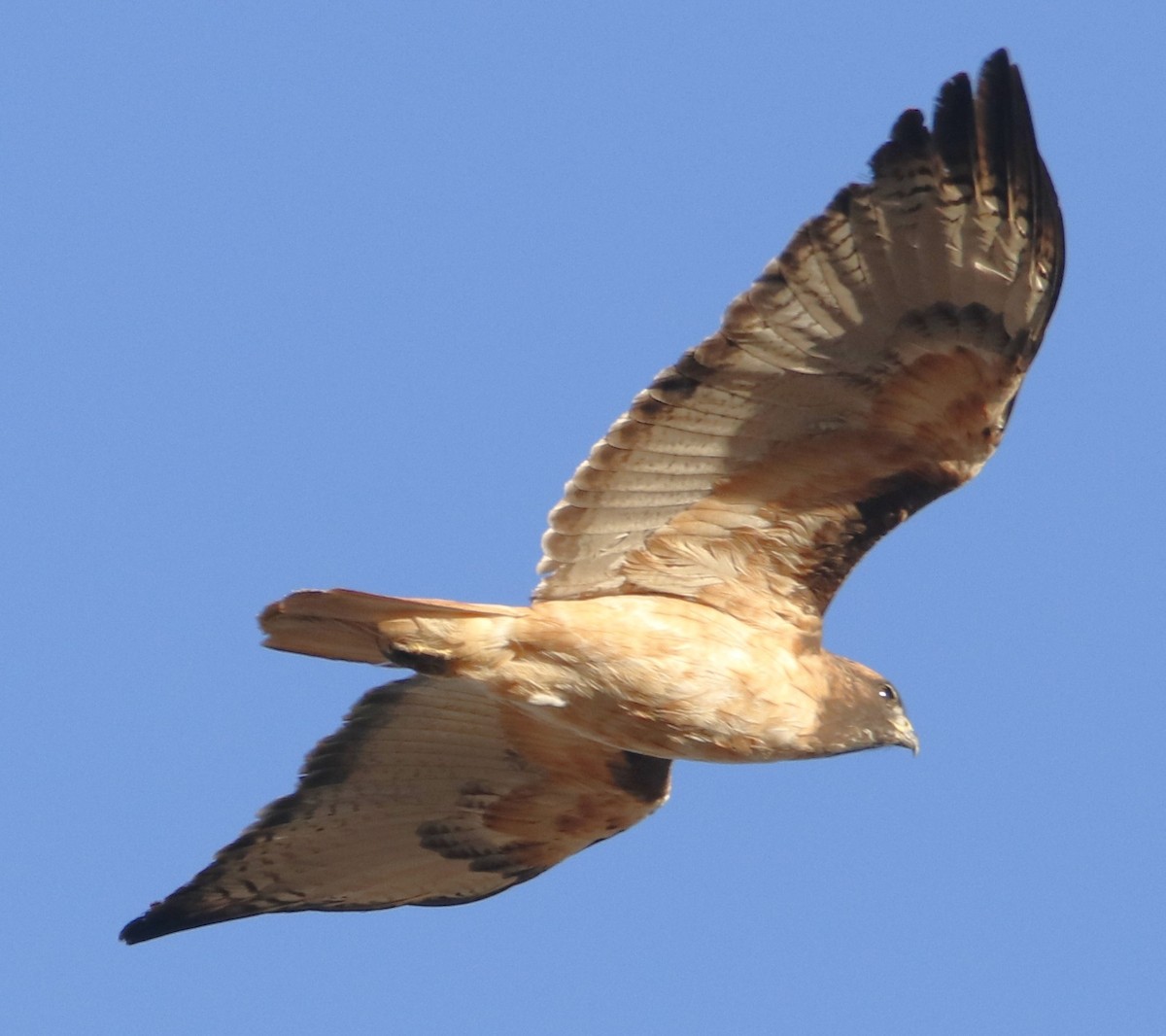 rødstjertvåk - ML643803053