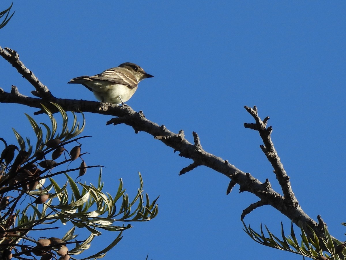 Western Wood-Pewee - ML643803054