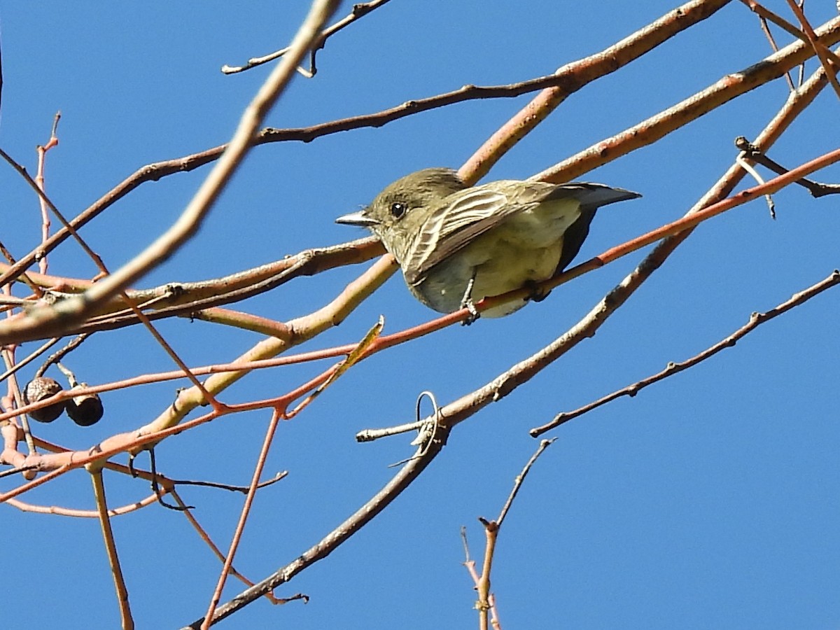 Western Wood-Pewee - ML643803055