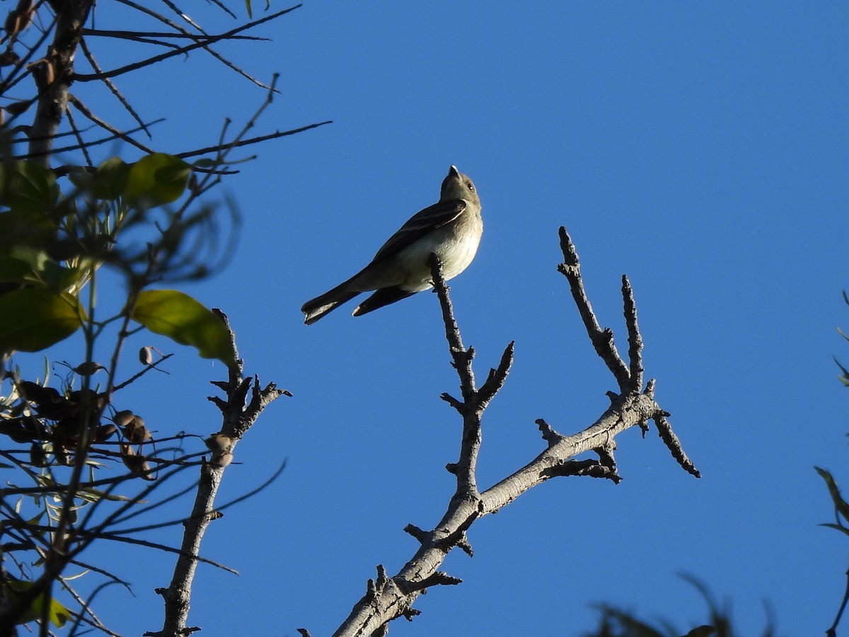 Western Wood-Pewee - ML643803056