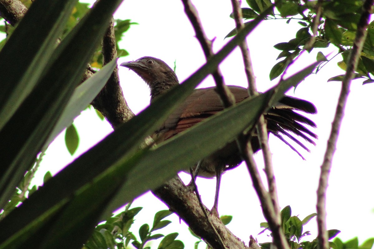 Gray-headed Chachalaca - ML643803059
