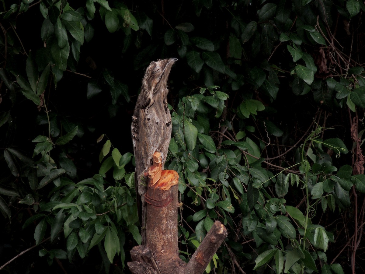 Common Potoo - ML643803061