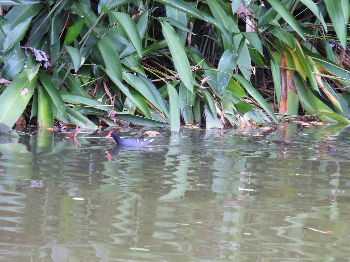 Common Gallinule - ML643803062