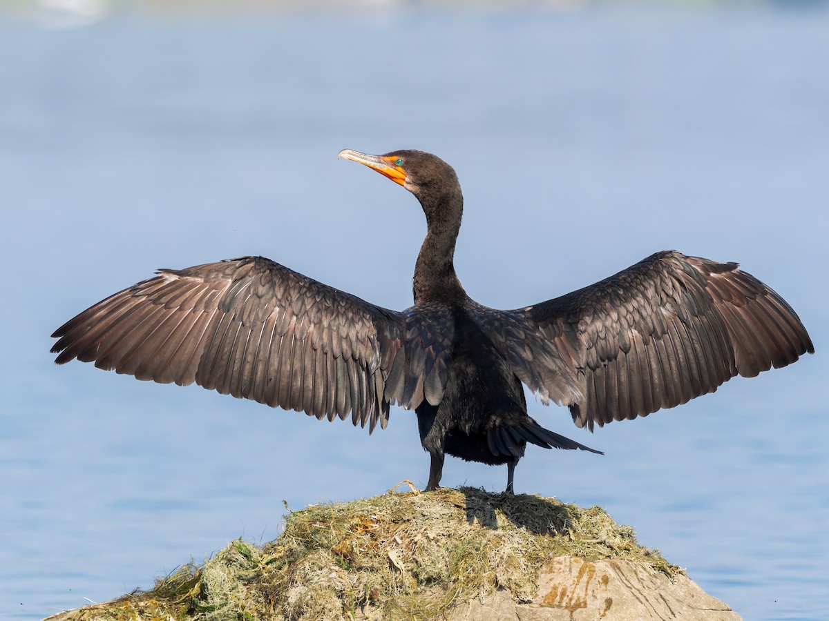 Double-crested Cormorant - ML643803063