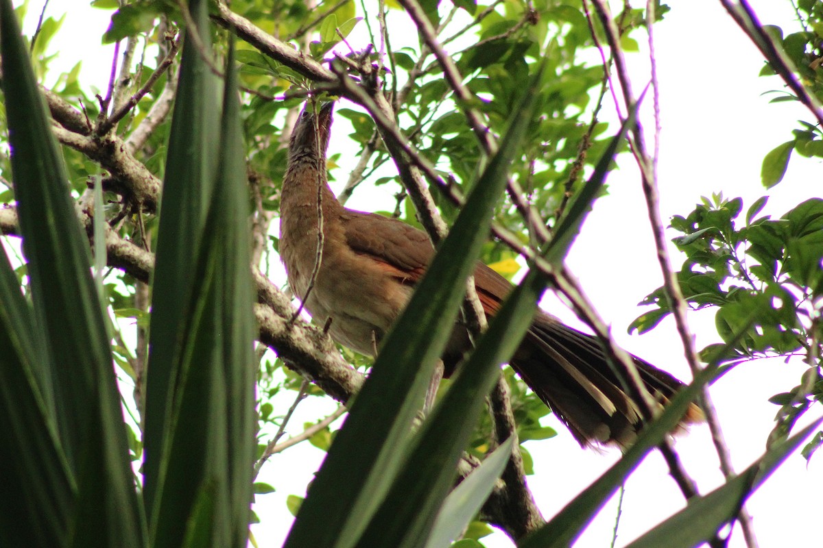 Gray-headed Chachalaca - ML643803064