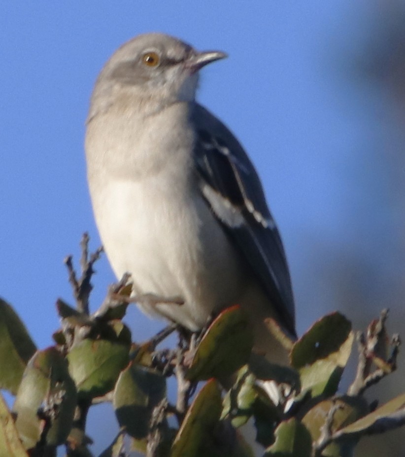 Northern Mockingbird - ML643803066