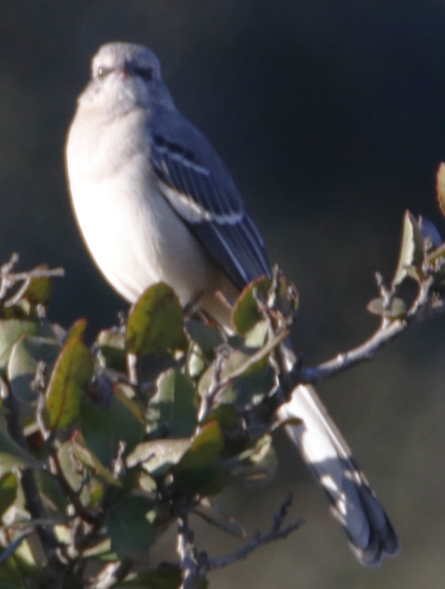 Northern Mockingbird - ML643803067