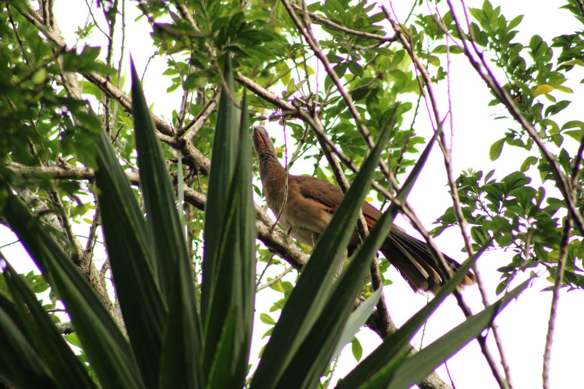 Gray-headed Chachalaca - ML643803070