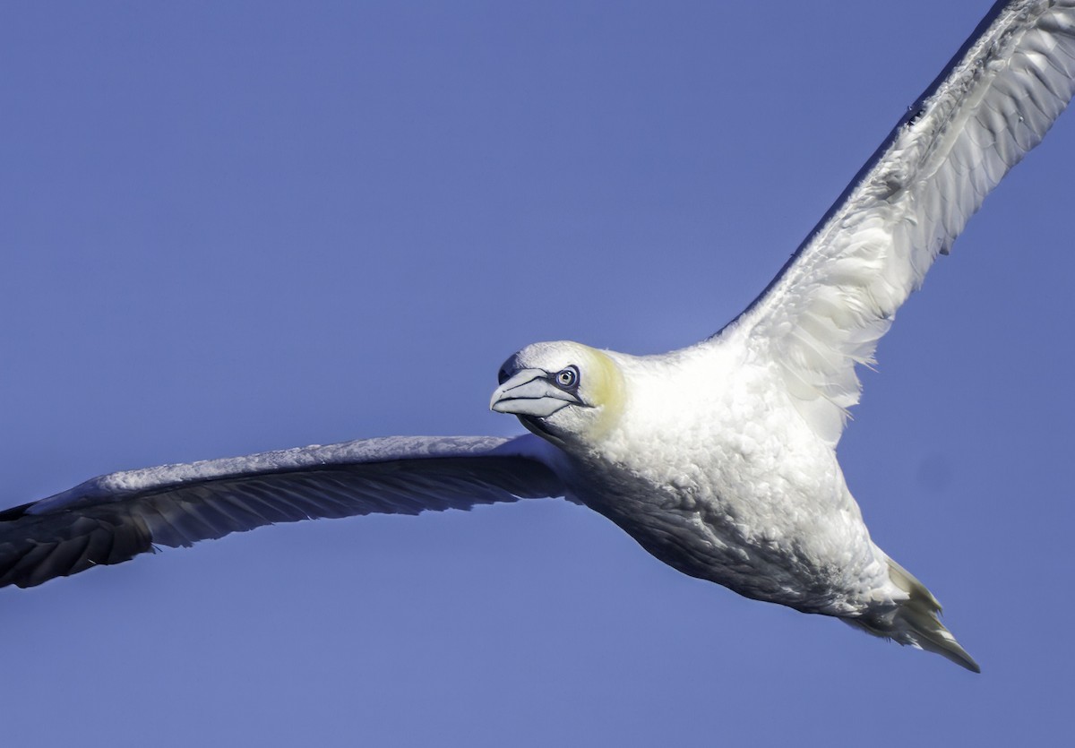 Northern Gannet - ML643803071