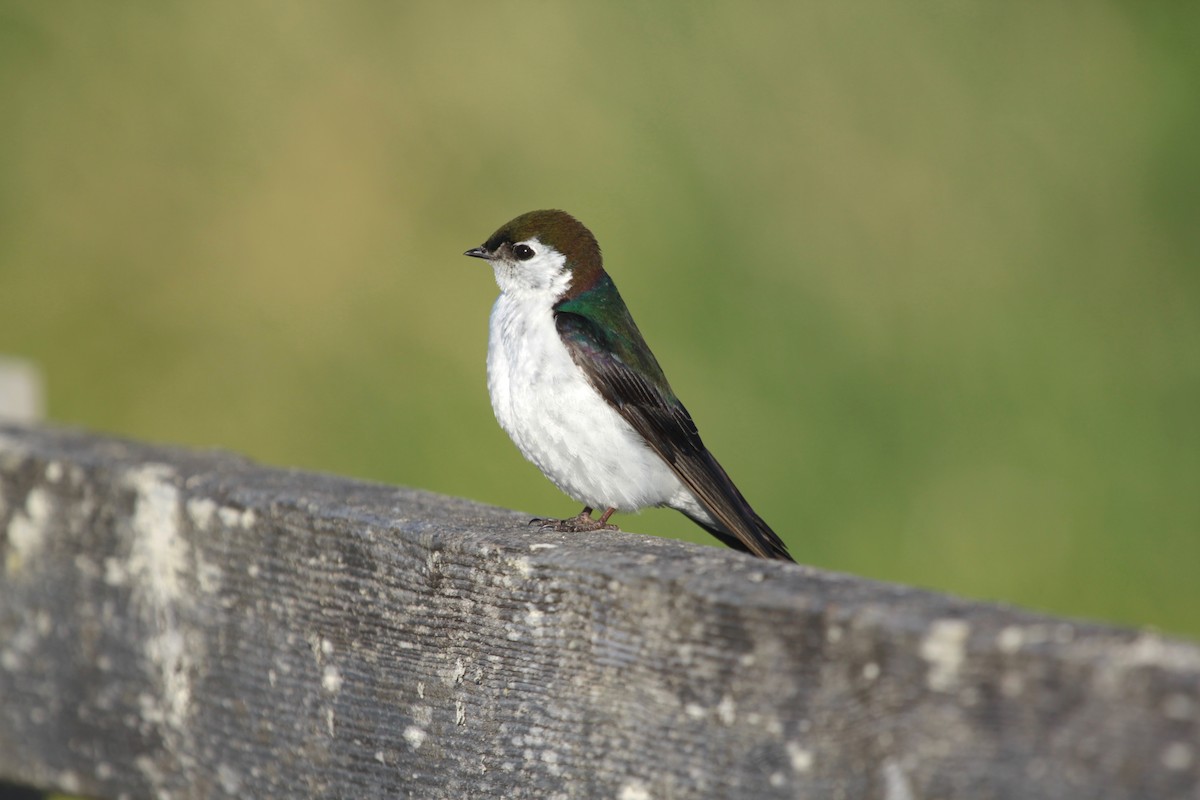 Violet-green Swallow - ML643803073