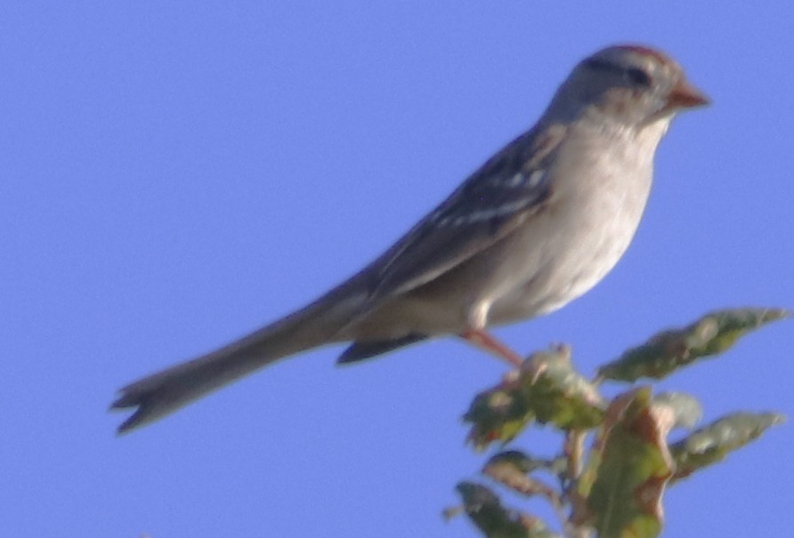 hvitkronespurv - ML643803074