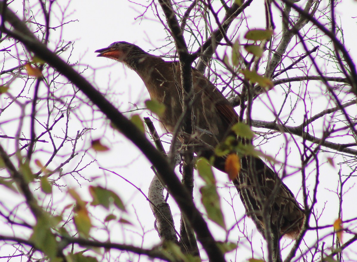Gray-headed Chachalaca - ML643803075