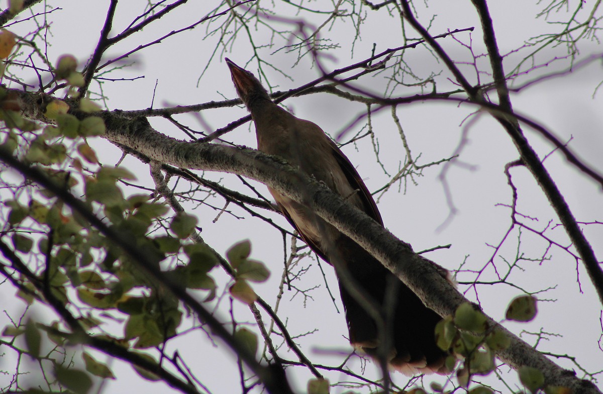 Gray-headed Chachalaca - ML643803076