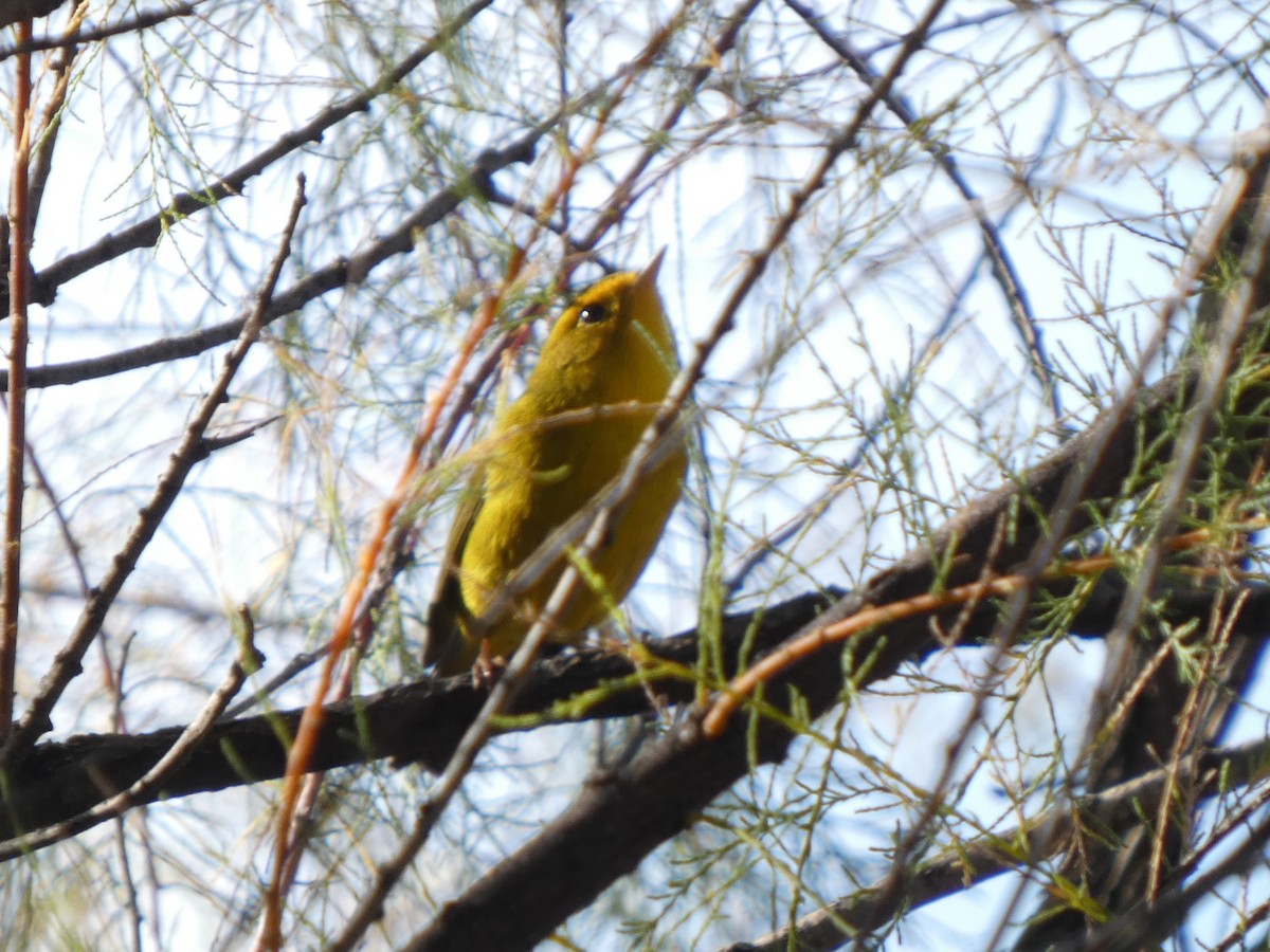 Wilson's Warbler - ML643803078