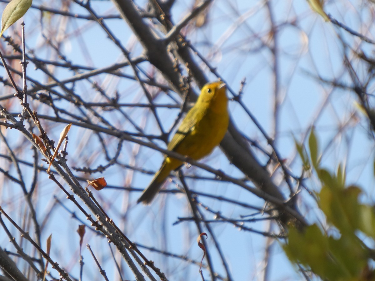 Wilson's Warbler - ML643803079
