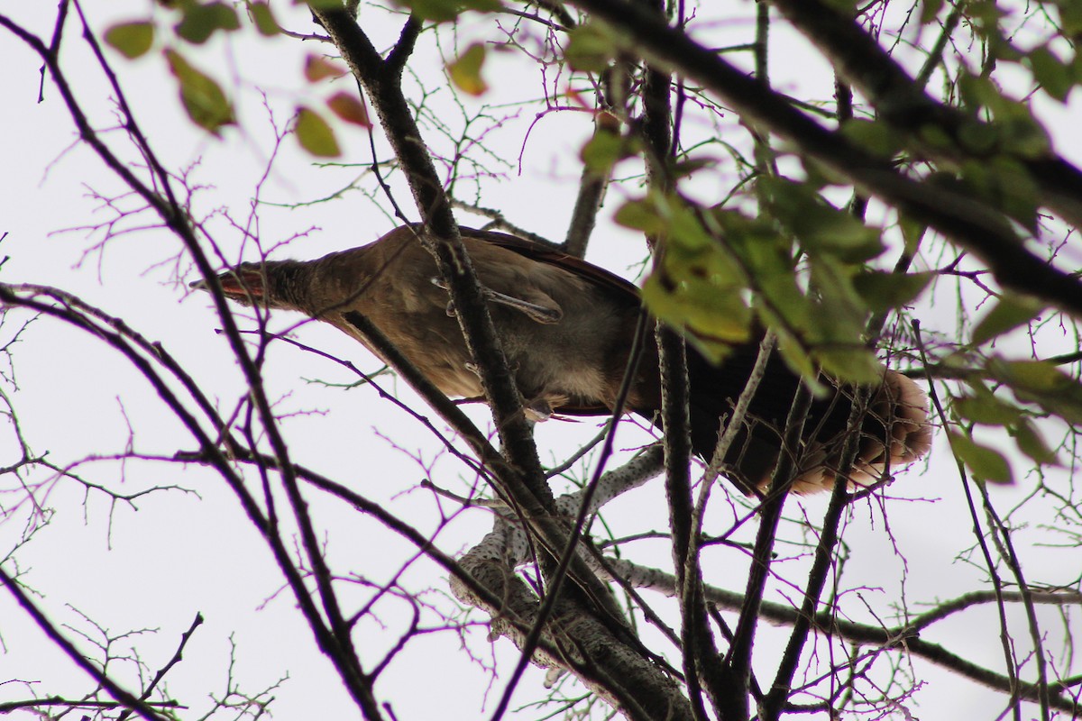 Gray-headed Chachalaca - ML643803081