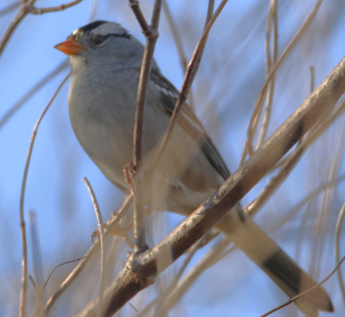 hvitkronespurv - ML643803082