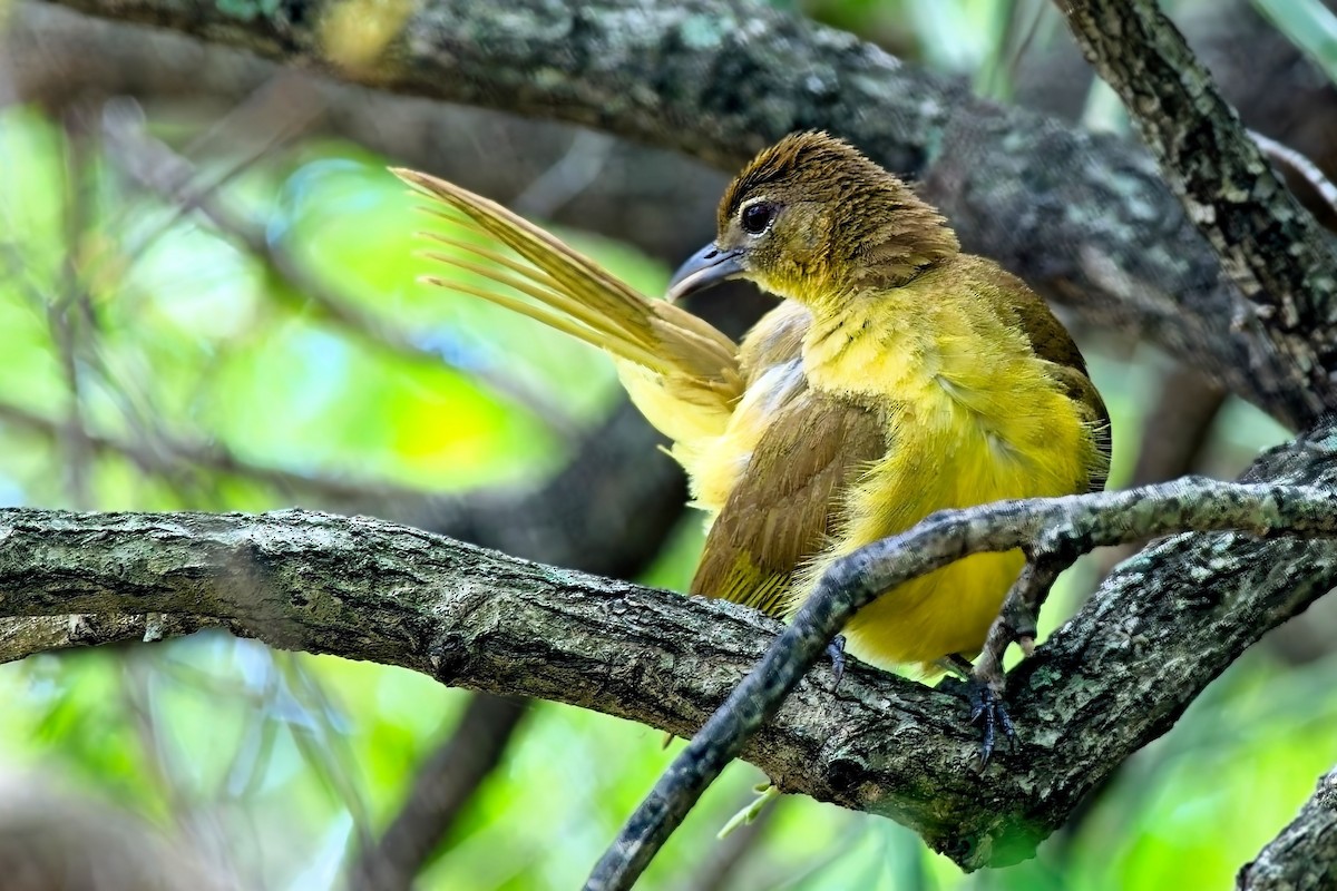 Yellow-bellied Greenbul - ML643803084