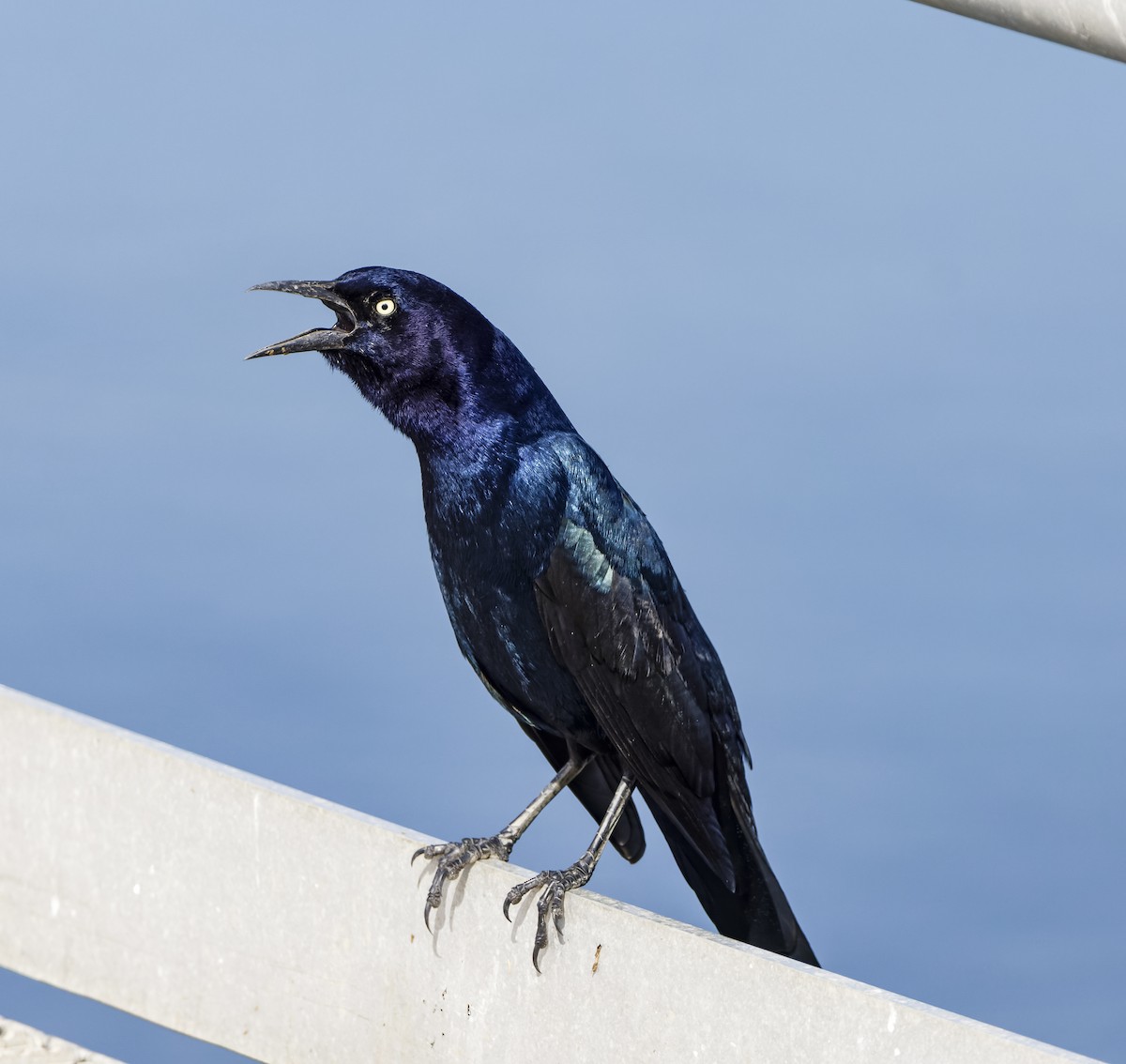 Boat-tailed Grackle - ML643803086