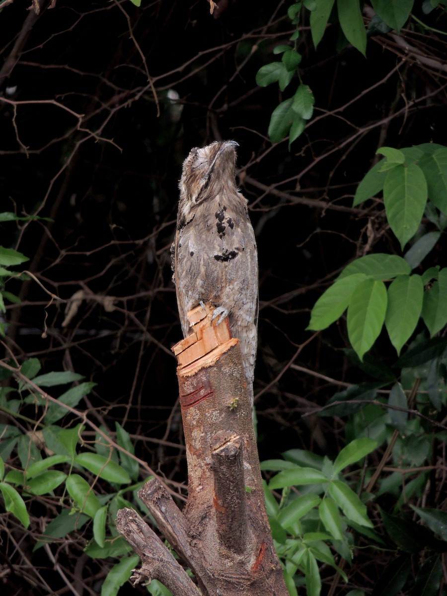 Common Potoo - ML643803087